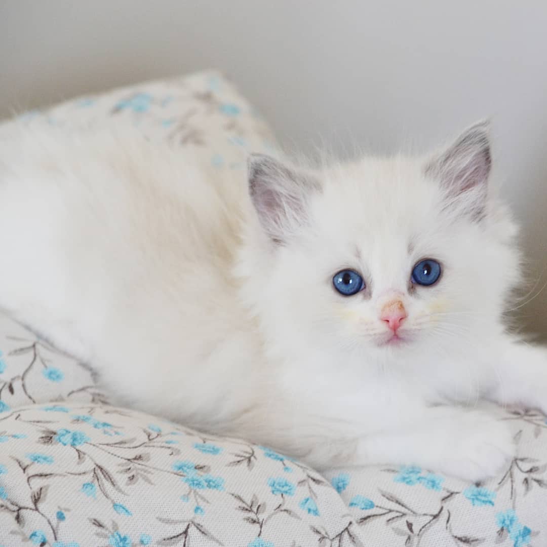 simba 1